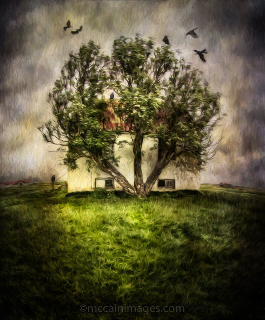 Raven Tree of Kilakot Farm